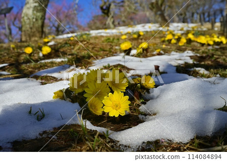 梅園下的雪地裡盛開著福壽莊花。 梅園下的雪地裡盛開著福壽莊花。 114084894
