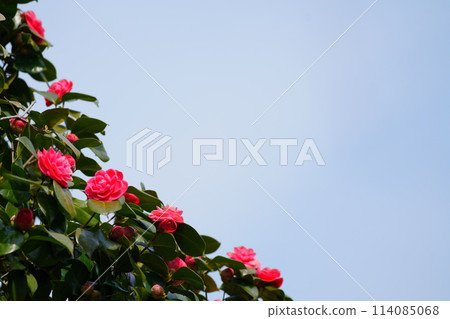 山茶花和藍天 山茶花和藍天 114085068