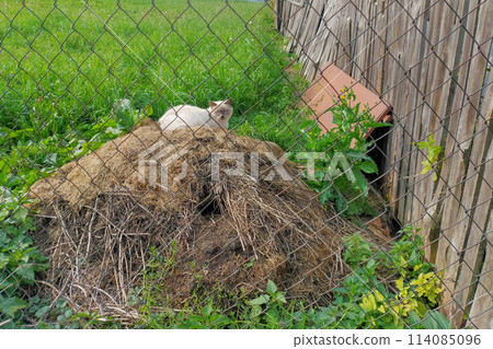 Cute predatory cat sits in ambush, waiting for a mouse to jump out of a burrow. Behavior of carnivorous animals in nature, natural needs for survival 114085096
