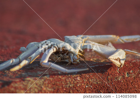 Remains of a dead crab with one claw lying on a red, rough surface. The concept of cyclicity of life and death in nature, the passage of time, aging 114085098