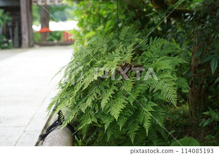 Fern 114085193