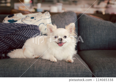 White chihuahua dog happy smile sitting on sofa in the house. White chihuahua dog happy smile sitting on sofa in the house. 114085338