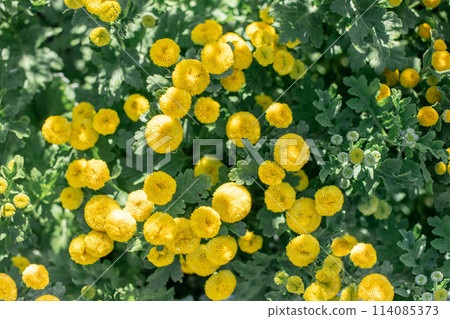 Vibrant sunlit yellow marigolds flowers with green leaves. Top view. Selective focus. 114085373