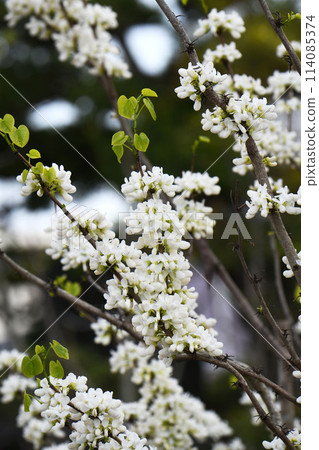 White flower Suishin 114085374