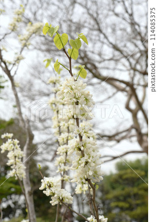 白花Suishin 白花Suishin 114085375