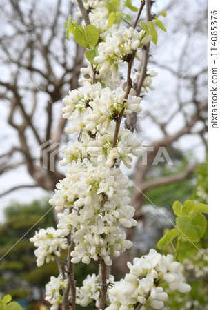 白花Suishin 白花Suishin 114085376