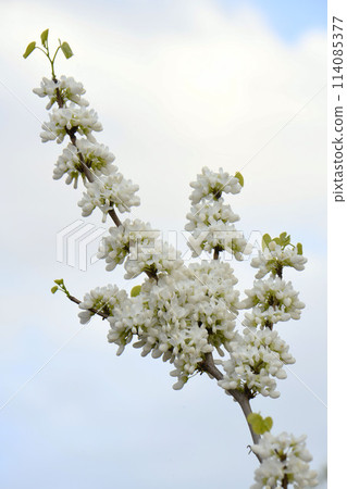 白花Suishin 白花Suishin 114085377