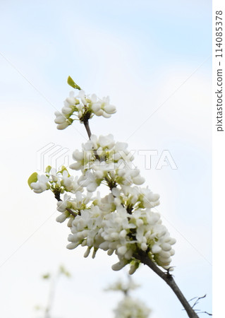 白花Suishin 白花Suishin 114085378