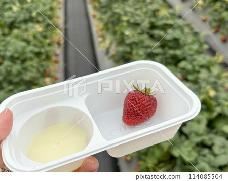 享受草莓採摘的樂趣 享受草莓採摘的樂趣 114085504