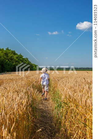 Happy boy with arms outstretched in wheat field on sunny day. Childhood, freedom, summer concept Happy boy with arms outstretched in wheat field on sunny day. Childhood, freedom, summer concept 114085523