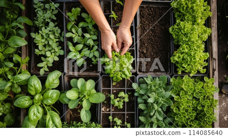 Close-up of hands planting seedlings in a garden, with a focus on sustainability and growth. 114085640