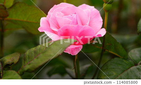 已經開始盛開的粉紅玫瑰 已經開始盛開的粉紅玫瑰 114085800