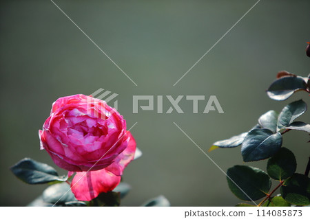 荒尾市少女公民花壇玫瑰花， 114085873