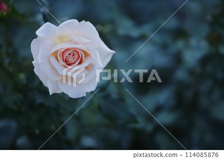 Arao City Ominous Citizen Flower Bed Rose Flower, 114085876