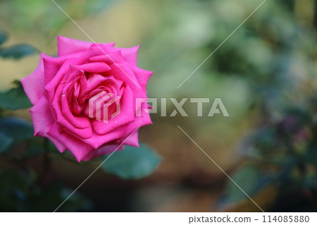 荒尾市少女公民花壇玫瑰花, 荒尾市少女公民花壇玫瑰花, 114085880