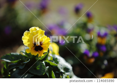 荒尾市，著名的市民花壇，三色堇， 114085890