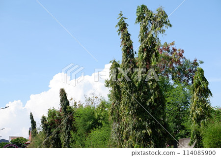 tropical island in the jungle - Stock Photo [114085900] - PIXTA