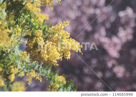 Mimosa heralds the arrival of spring Mimosa heralds the arrival of spring 114085999