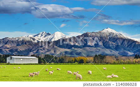 Beautiful landscape with grazing sheep Beautiful landscape with grazing sheep 114086028