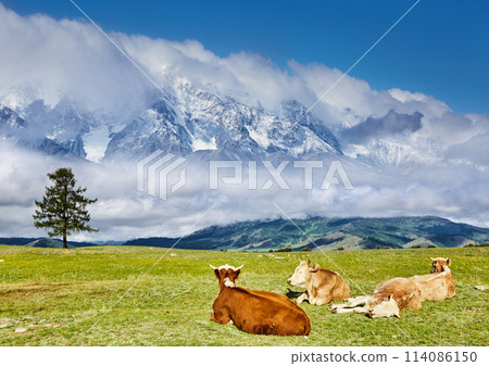 Mountain landscape with resting cows Mountain landscape with resting cows 114086150