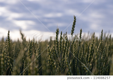 Twilight Serenity Over a Lush Wheat Field Twilight Serenity Over a Lush Wheat Field 114086257