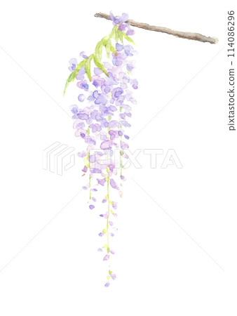水彩畫生動的紫藤花單枝插圖[手繪]山紫藤白色背景透明背景與複製空間 114086296
