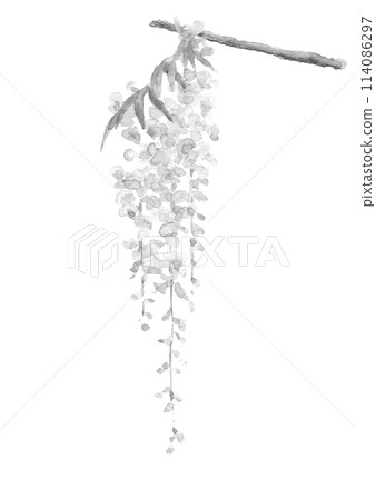 水彩畫生動的紫藤花單枝插圖[手繪]山紫藤白色背景透明背景與複製空間 114086297