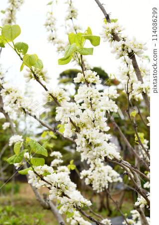White flower Suishin White flower Suishin 114086299