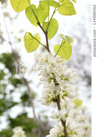 白花Suishin 白花Suishin 114086302