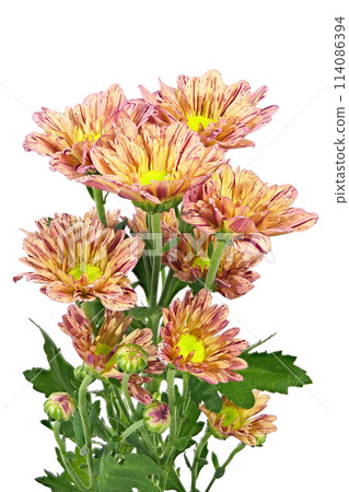 [Chrysanthemum SP Mum Orange] (Depth Compositing) 114086394
