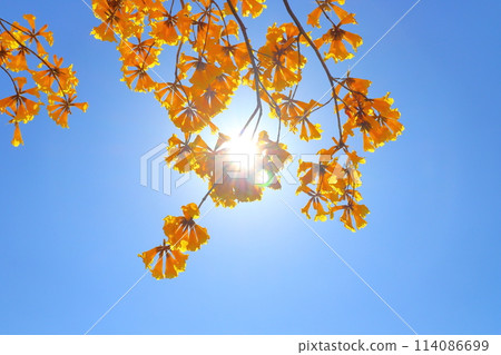 Yellow ipe flowers, blue sky, sun 114086699