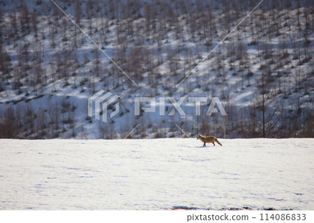 Kita fox walking on the snowy field 114086833