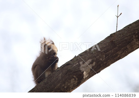 A Hokkaido squirrel climbing a tree branch 114086839