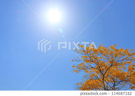 Yellow ipe flowers, blue sky, sun 114087182