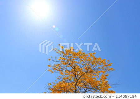 Yellow ipe flowers, blue sky, sun 114087184