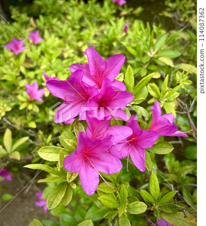 Red azalea flower Red azalea flower 114087362