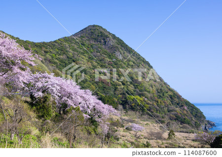 Spring in the Tango Peninsula: Cape Inugasaki 114087600