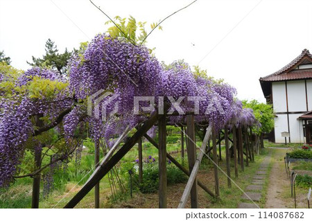 Aizu Matsudaira Garden: Wisteria trellis in the Oyakuen Garden Aizu Matsudaira Garden: Wisteria trellis in the Oyakuen Garden 114087682
