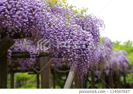 Aizu Matsudaira Garden: Wisteria trellis in the Oyakuen Garden Aizu Matsudaira Garden: Wisteria trellis in the Oyakuen Garden 114087687