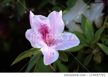 Azalea flowers in full bloom under the spring sunshine Azalea flowers in full bloom under the spring sunshine 114087761