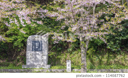 丹後半島的春天、犬神岬、市塚市 丹後半島的春天、犬神岬、市塚市 114087762