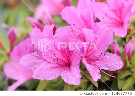 Azalea flowers in full bloom under the spring sunshine Azalea flowers in full bloom under the spring sunshine 114087770