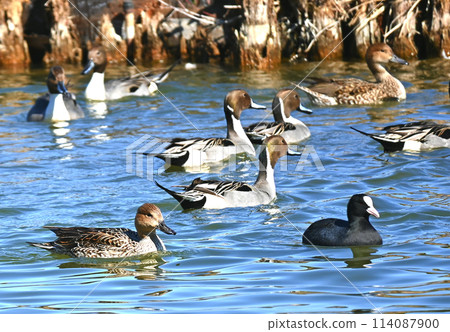 Coots and pintails swimming 114087900
