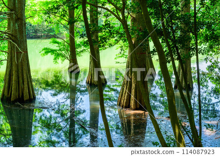 A beautiful landscape created by water and trees: "Waterside Forest" Sasaguri Kyudai Forest (Waterside Forest) (Sasaguri Town, Fukuoka Prefecture) 114087923