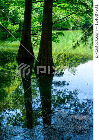 A beautiful landscape created by water and trees: "Waterside Forest" Sasaguri Kyudai Forest (Waterside Forest) (Sasaguri Town, Fukuoka Prefecture) A beautiful landscape created by water and trees: "Waterside Forest" Sasaguri Kyudai Forest (Waterside Forest) (Sasaguri Town, Fukuoka Prefecture) 114087931