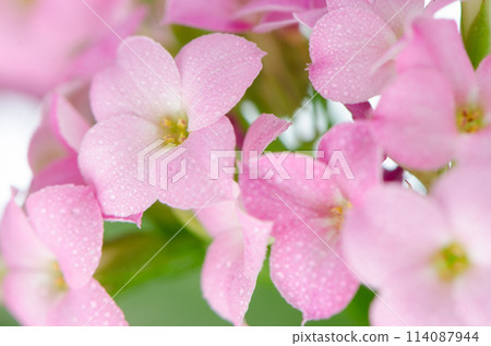 Beautiful pink flowers and green leaves Beautiful pink flowers and green leaves 114087944