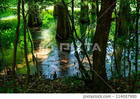A beautiful landscape created by water and trees: "Waterside Forest" Sasaguri Kyudai Forest (Waterside Forest) (Sasaguri Town, Fukuoka Prefecture) A beautiful landscape created by water and trees: "Waterside Forest" Sasaguri Kyudai Forest (Waterside Forest) (Sasaguri Town, Fukuoka Prefecture) 114087980