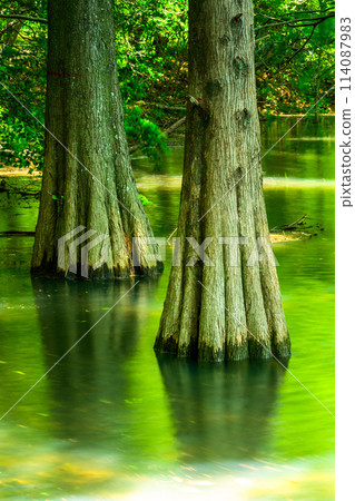 水與樹交織而成的美麗風景「水邊森林」篠栗久大林（福岡縣篠栗町） 114087983