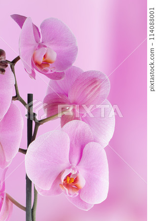 Pink orchids 114088001