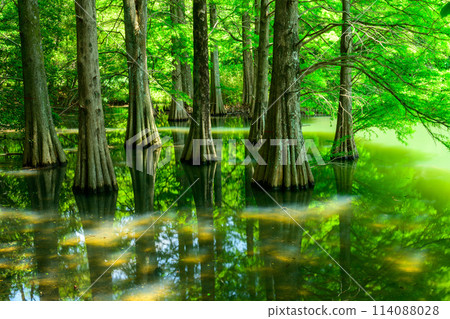 A beautiful landscape created by water and trees: "Waterside Forest" Sasaguri Kyudai Forest (Waterside Forest) (Sasaguri Town, Fukuoka Prefecture) 114088028